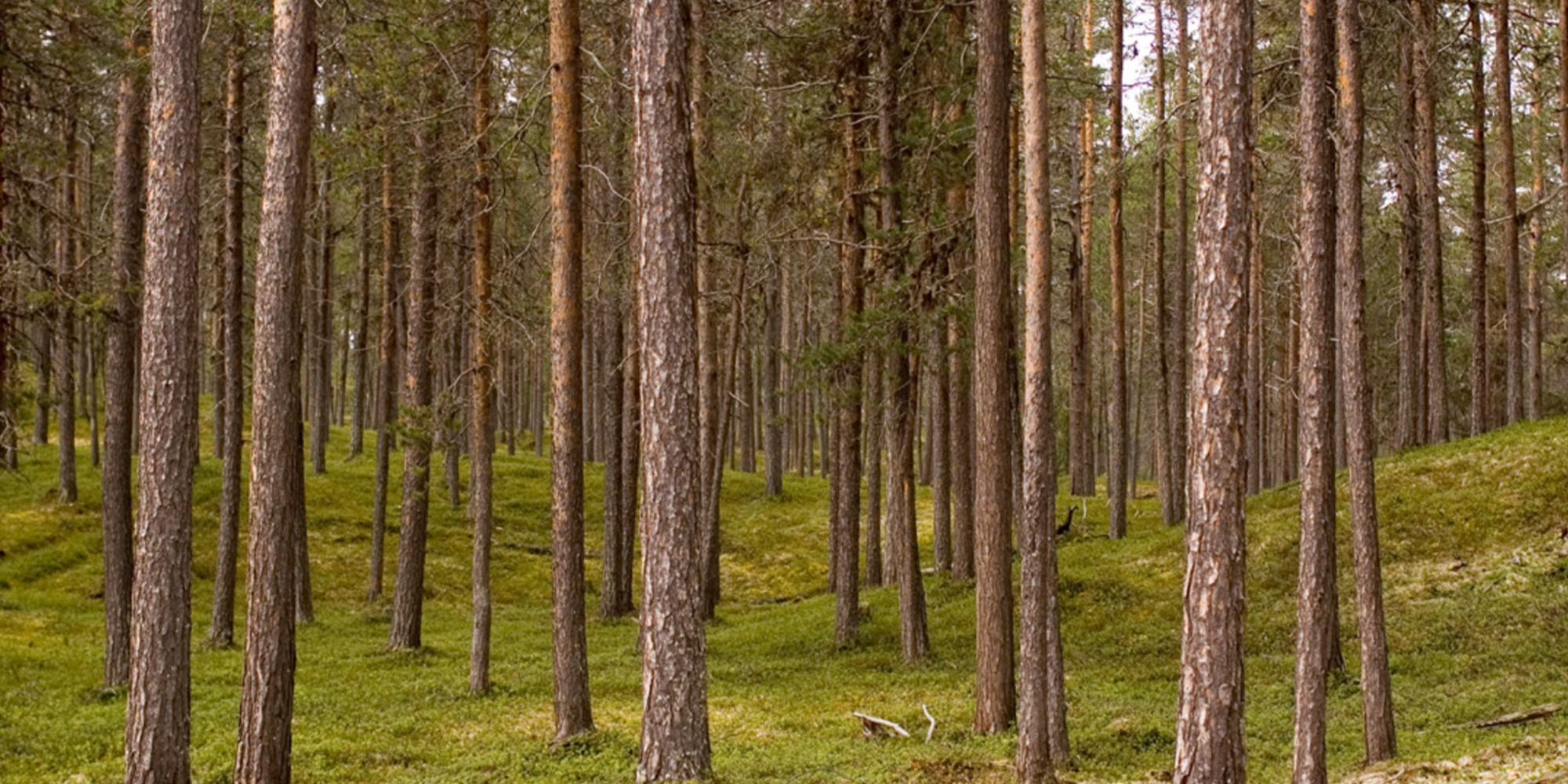 Constructeur maison en bois Tarn (81) | Maison ossature bois Haute-Garonne
